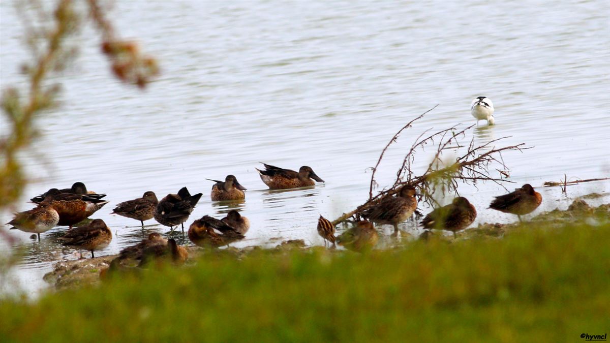 Northern Shoveler
