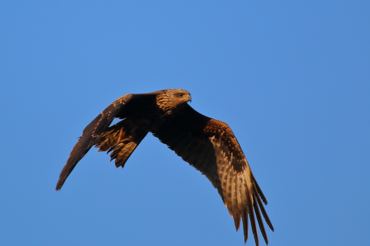 Black Kite