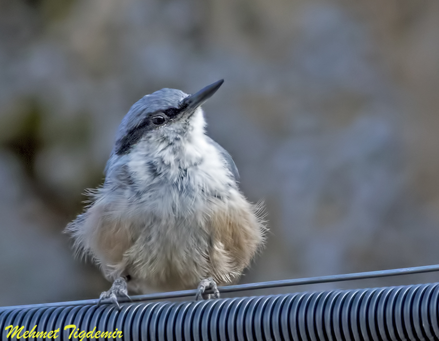 Western Rock Nuthatch