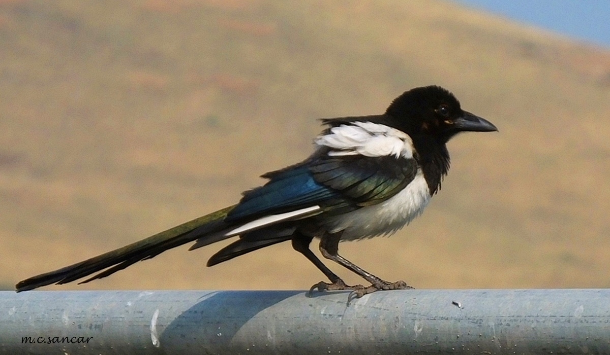 Eurasian Magpie