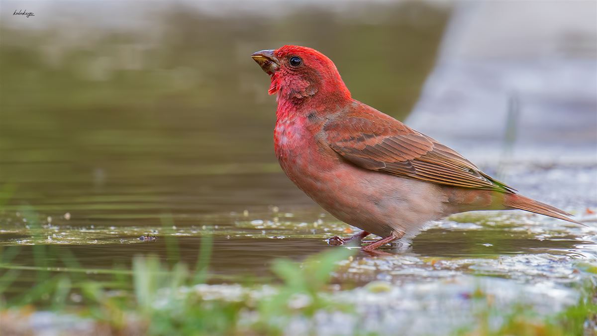 Common Rosefinch