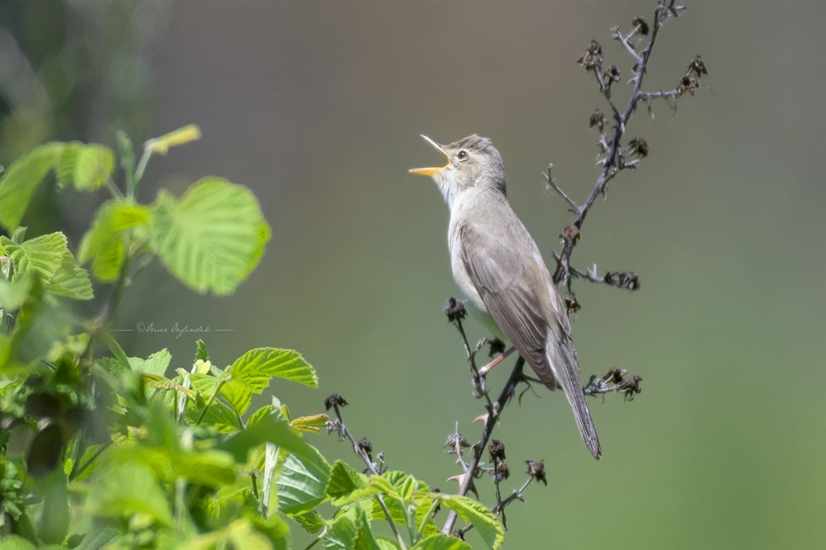 Eastern Olivaceous Warbler