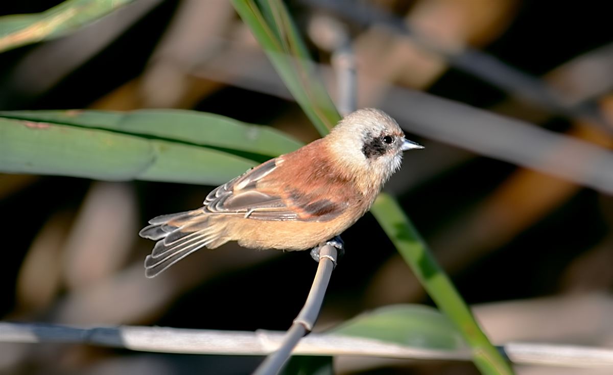 Eurasian Penduline Tit