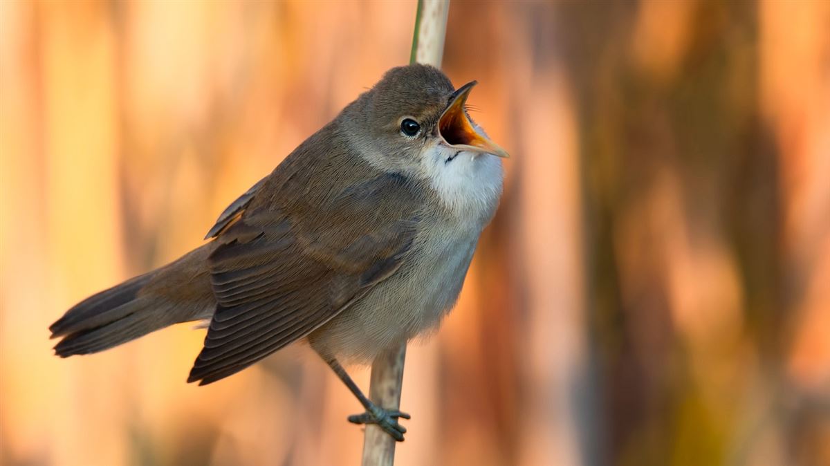 Common Reed Warbler