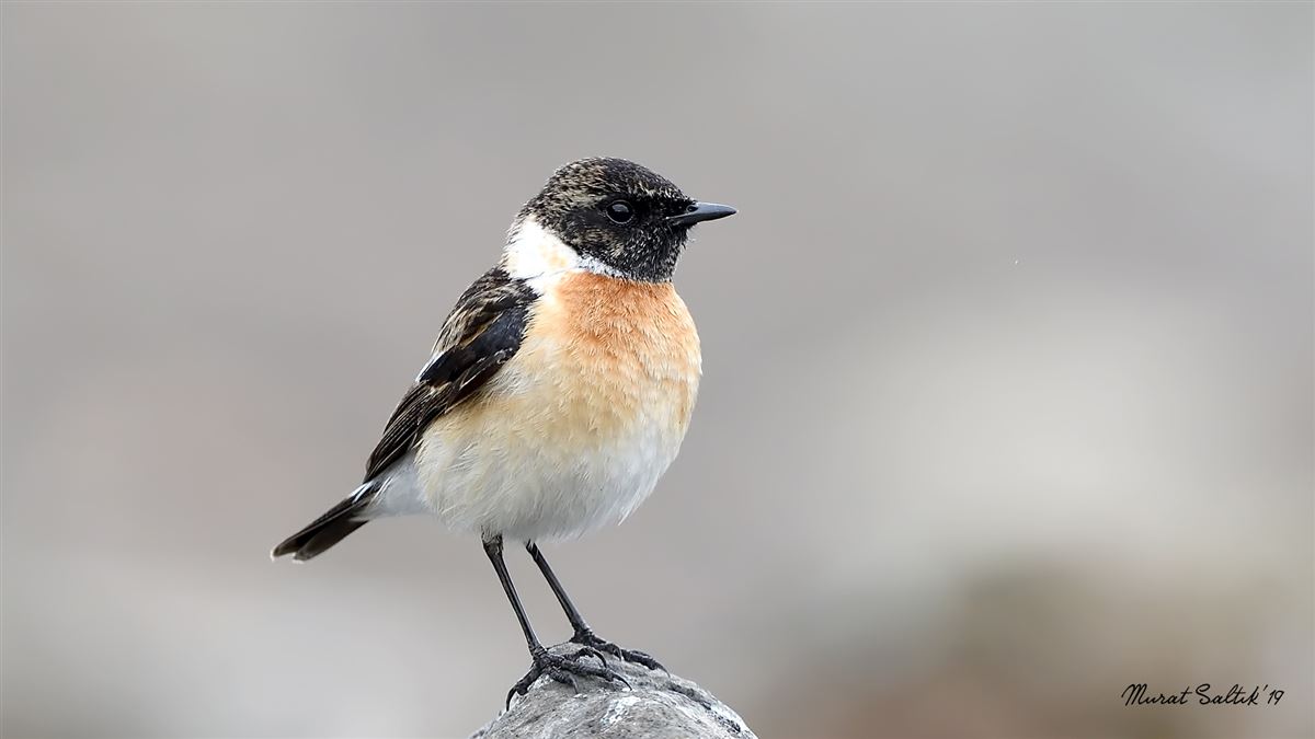 Siberian Stonechat