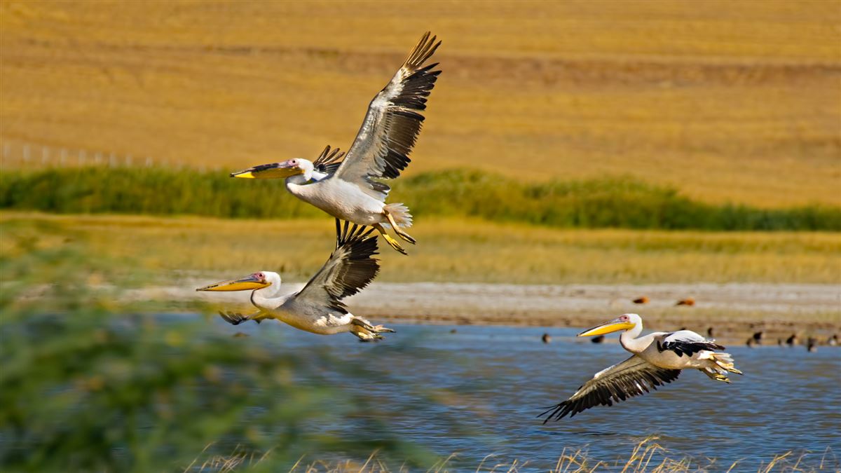 Great White Pelican