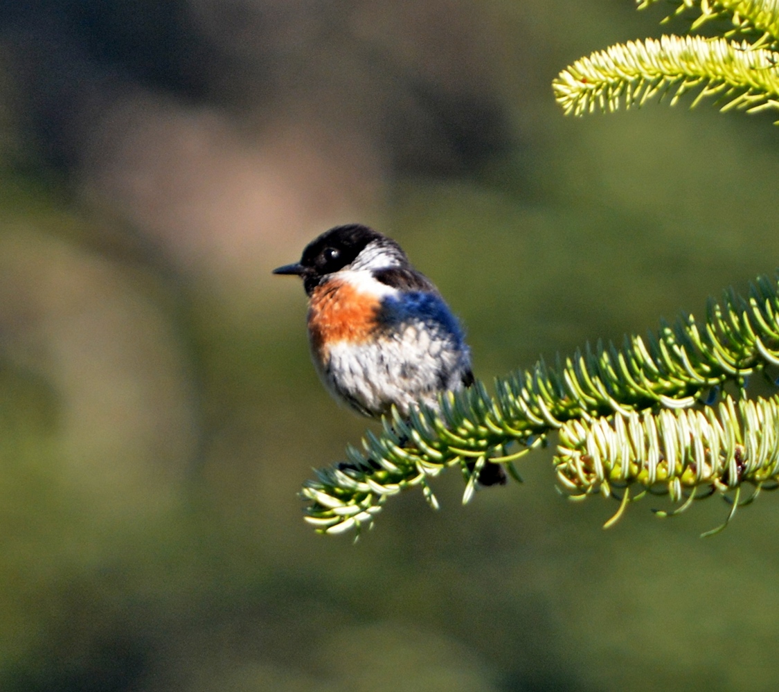 European Stonechat