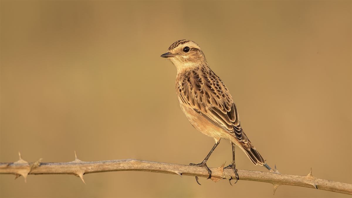 Whinchat