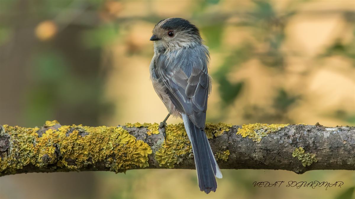Long-tailed Tit