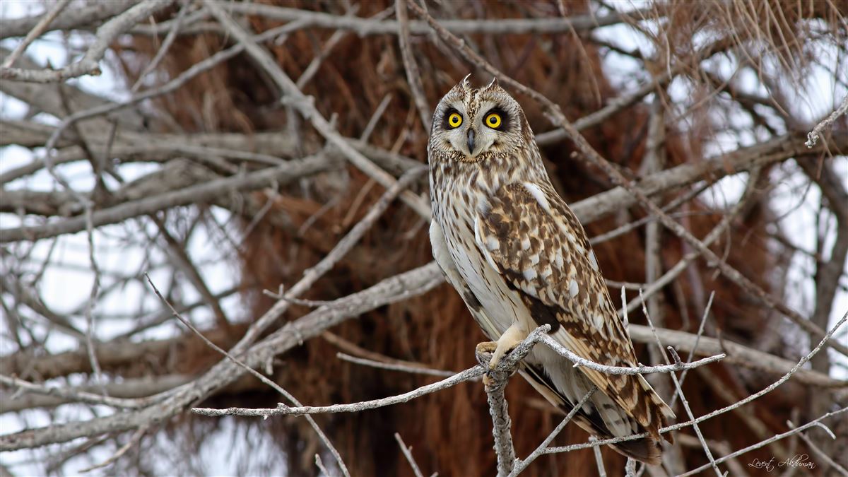 Short-eared Owl