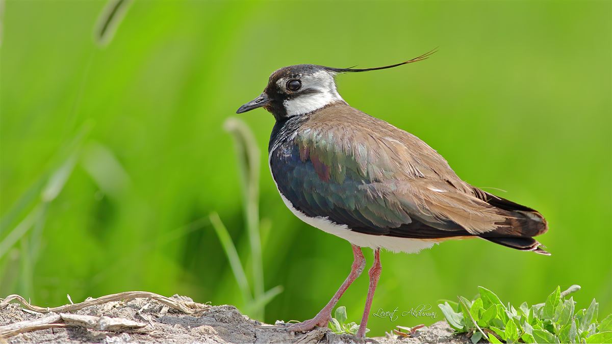 Northern Lapwing