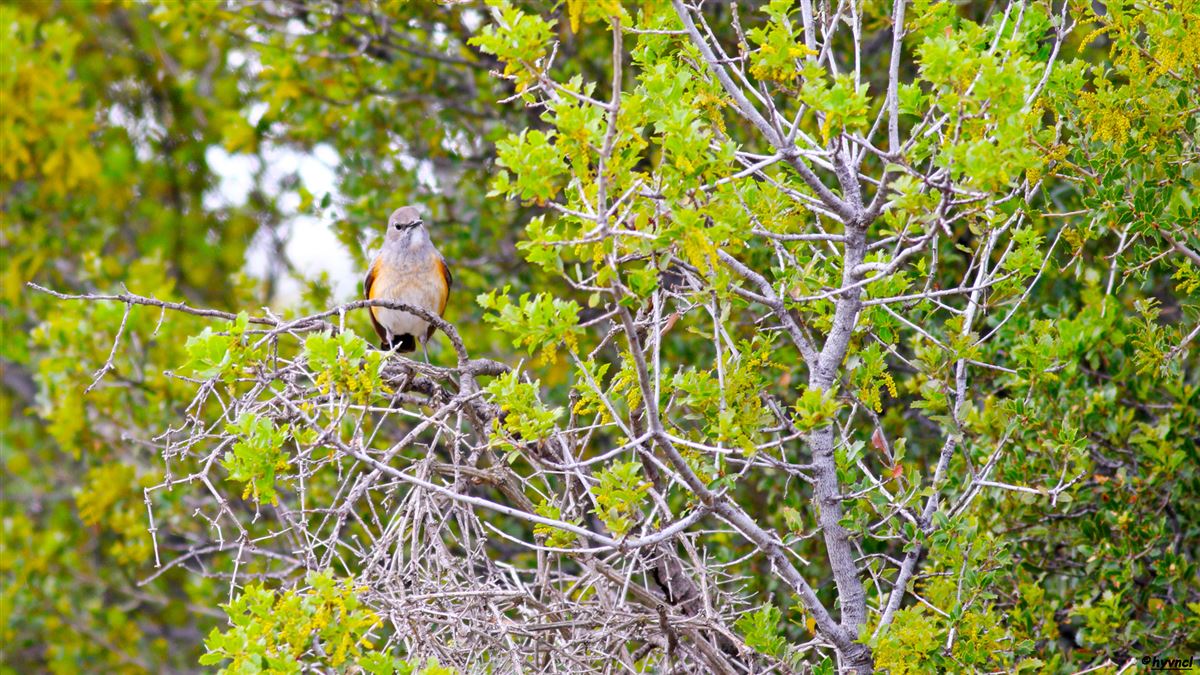 White-throated Robin