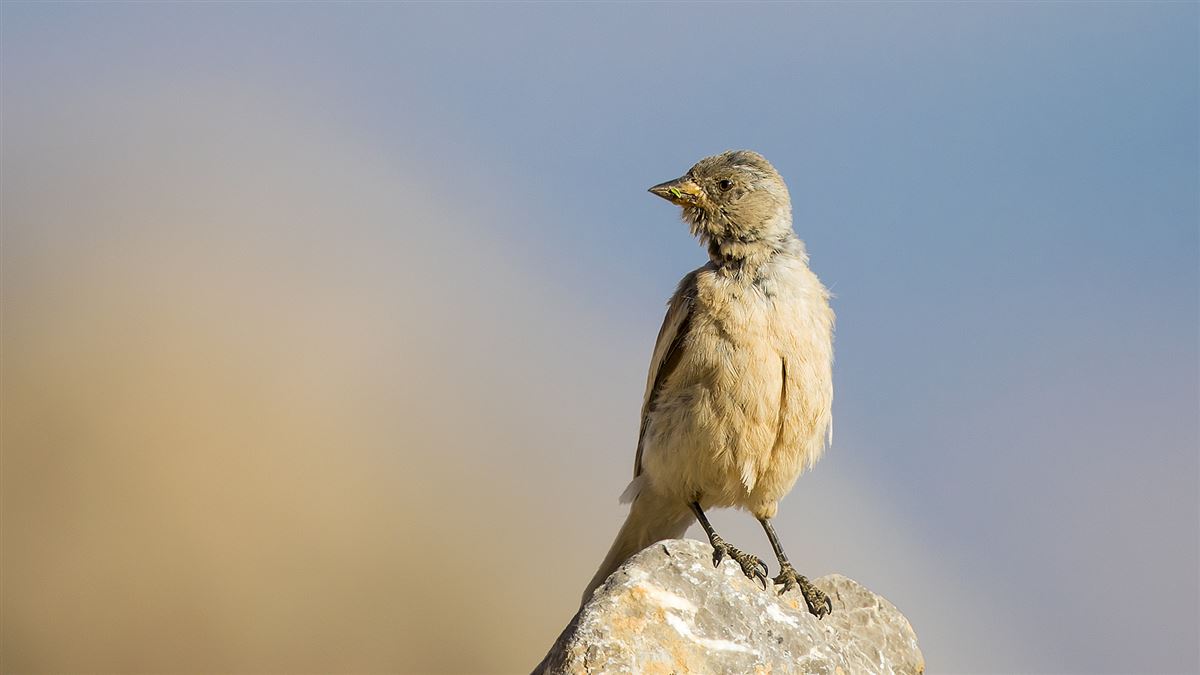 White-winged Snowfinch