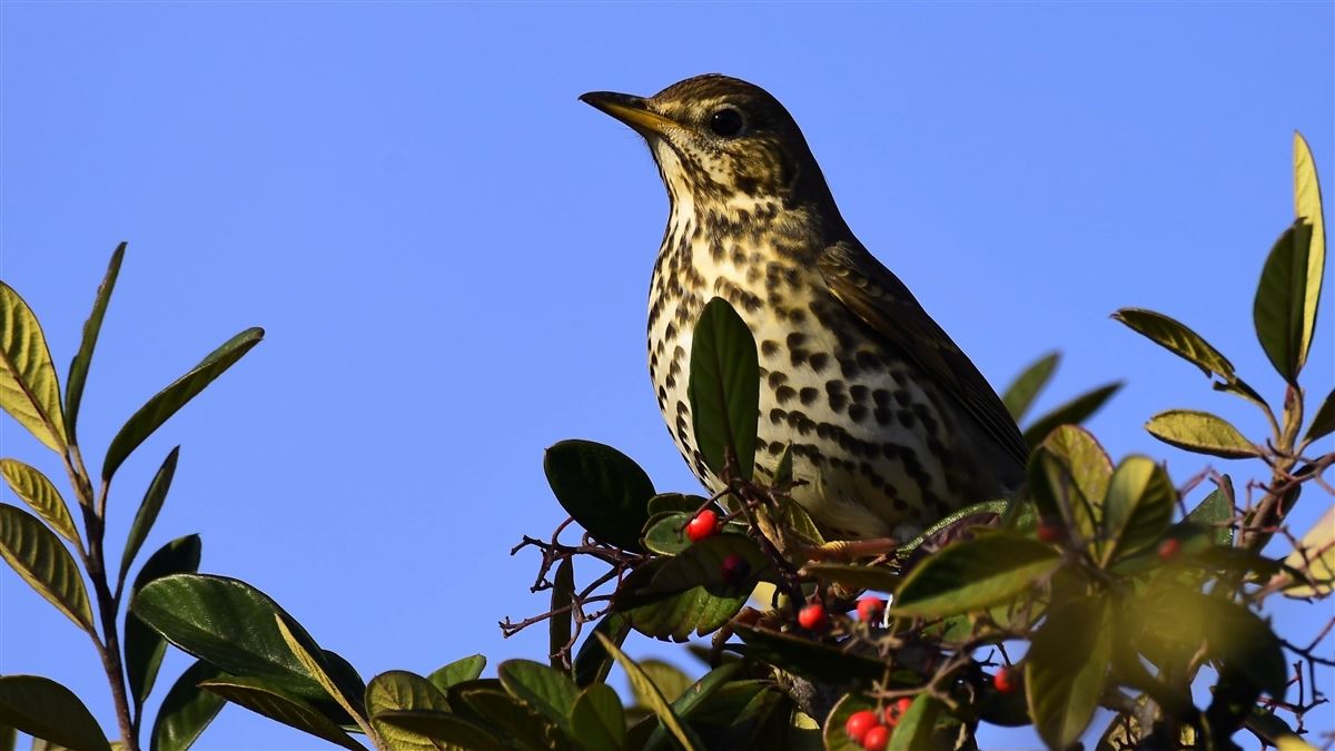 Song Thrush