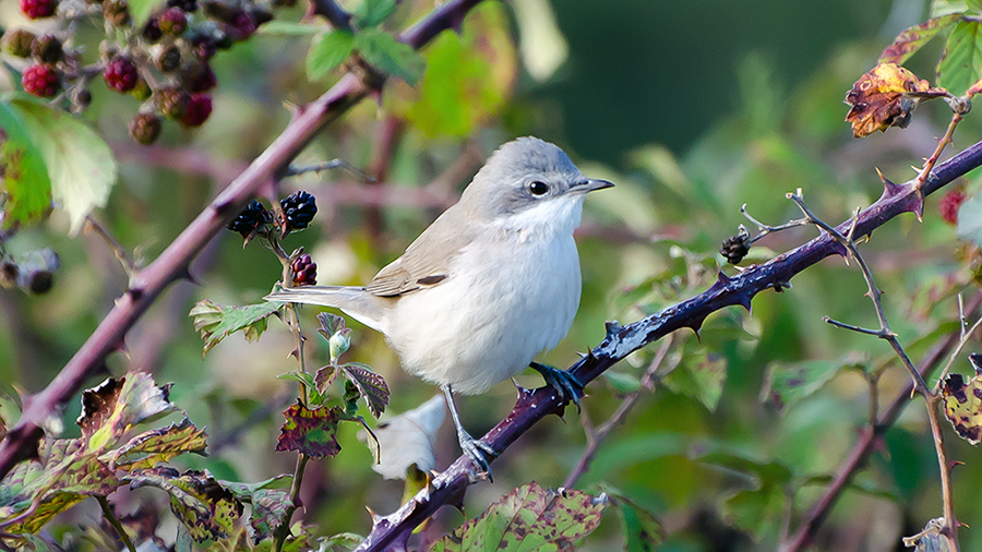Lesser Whitethroat