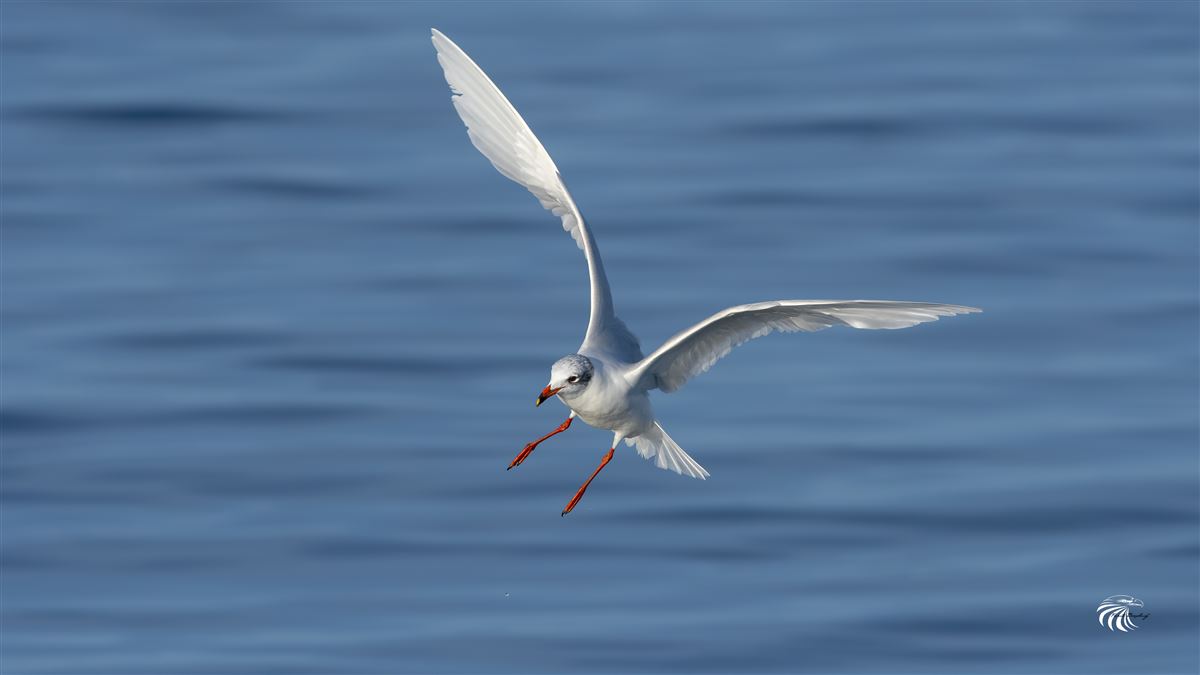 Mediterranean Gull