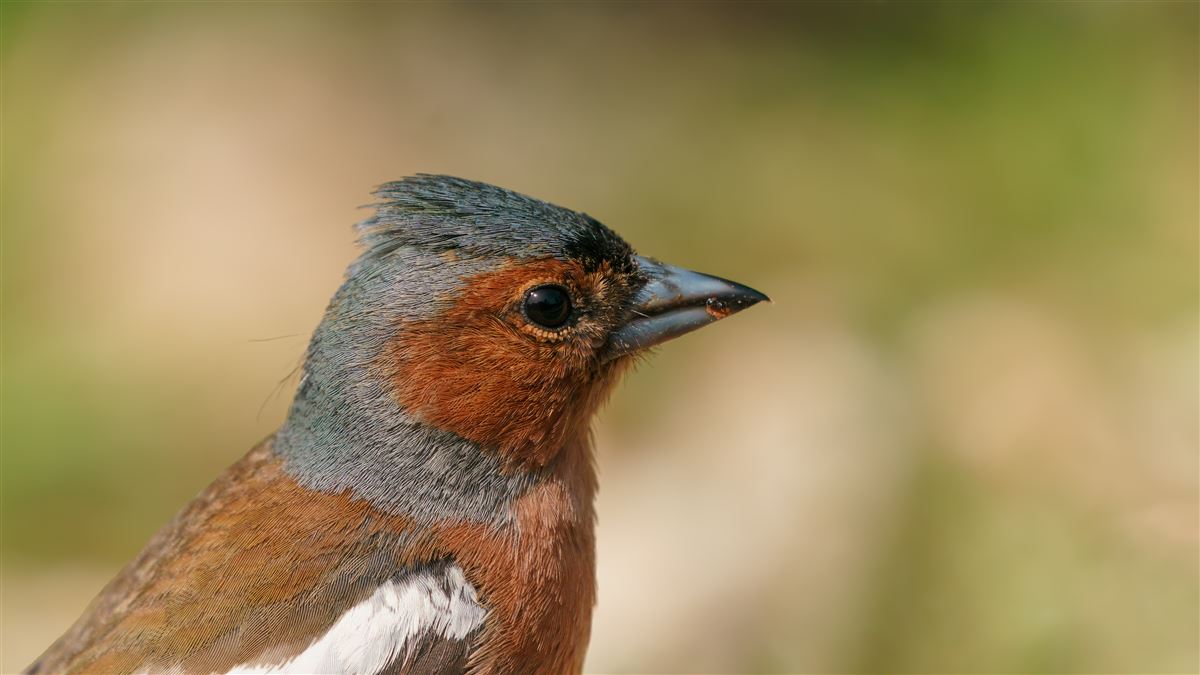 Eurasian Chaffinch