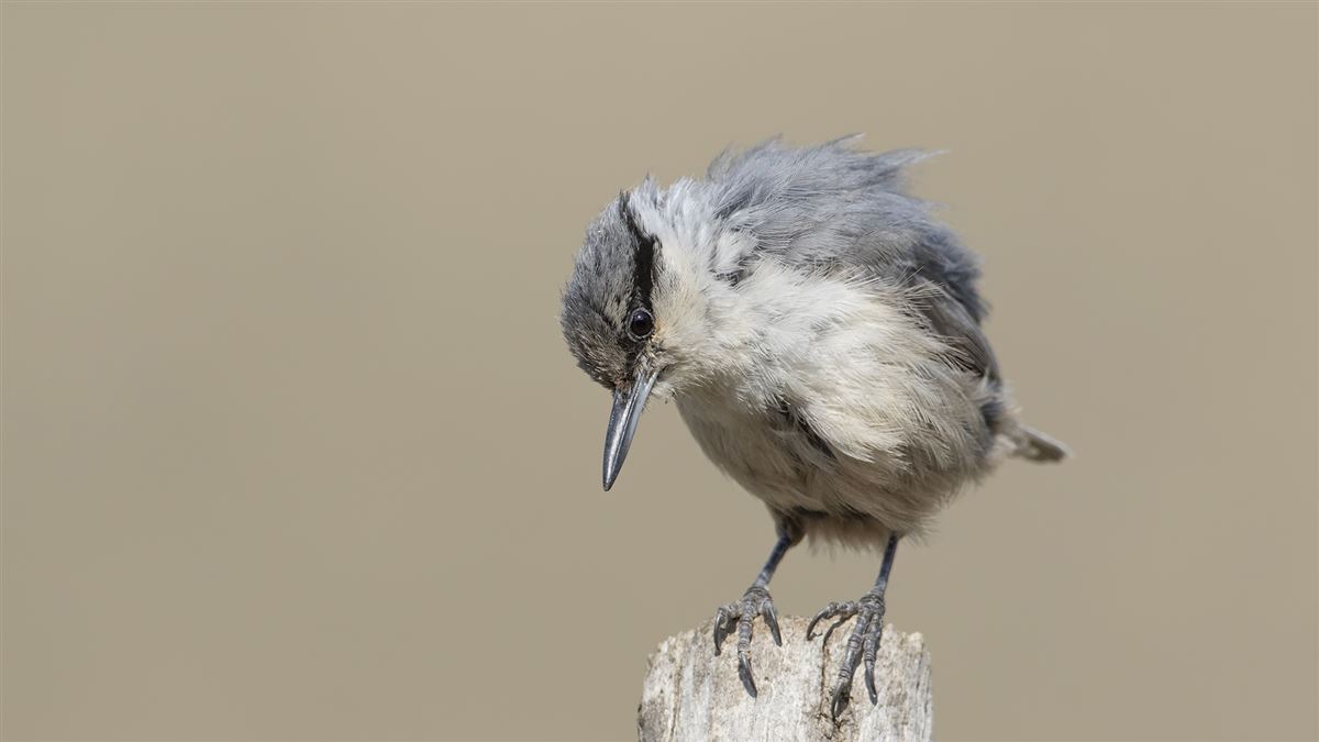 Western Rock Nuthatch