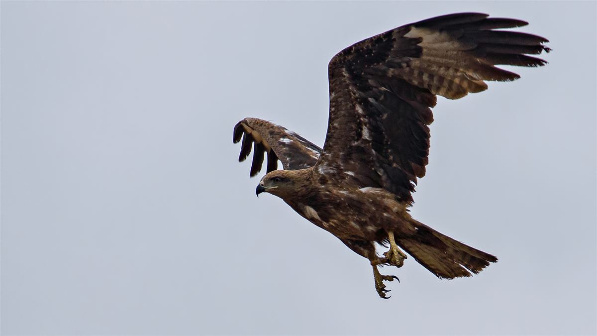 Black Kite