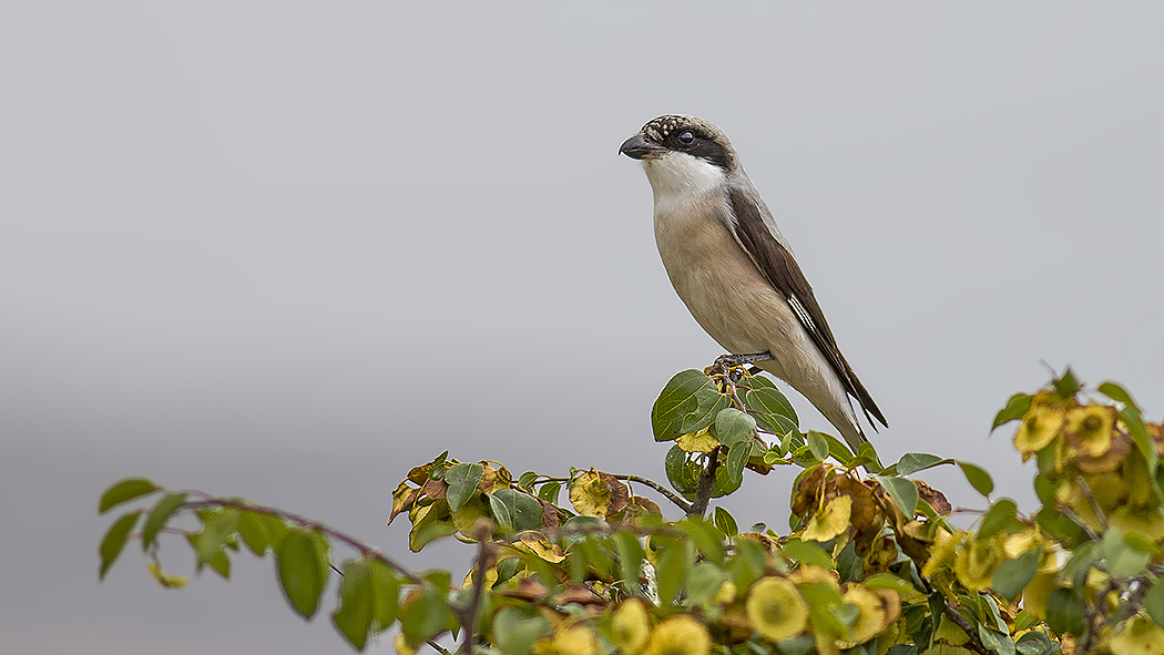 Lesser Grey Shrike