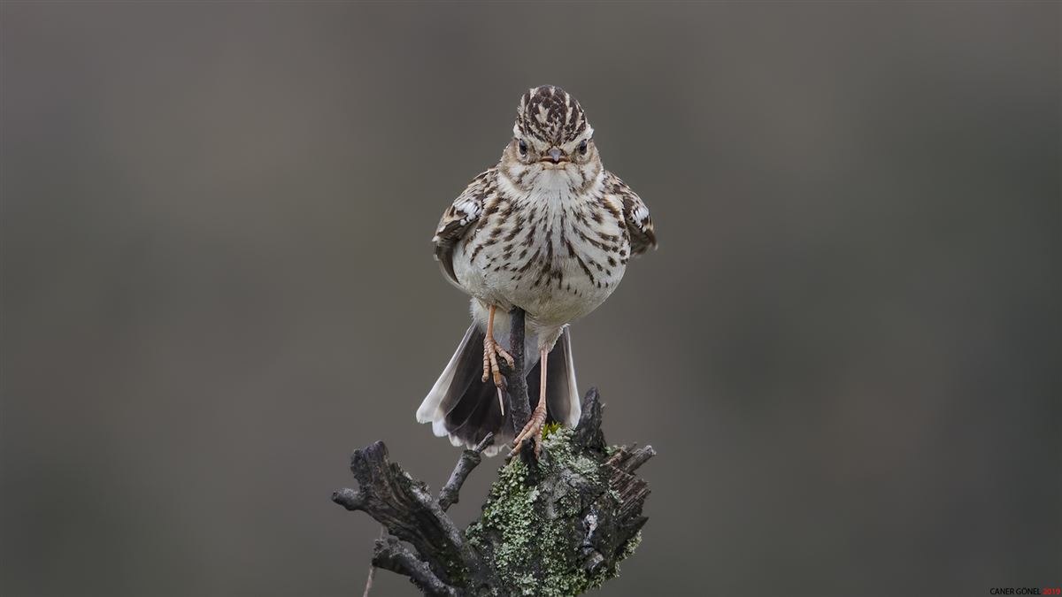 Woodlark