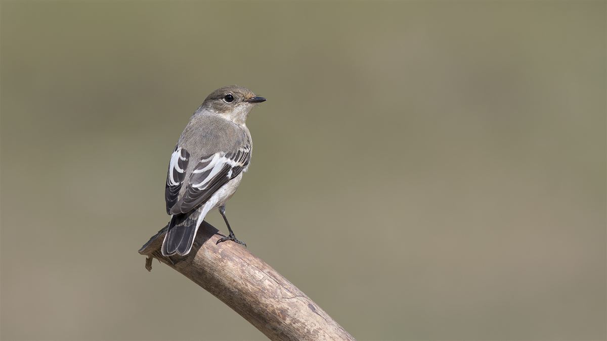 Collared Flycatcher