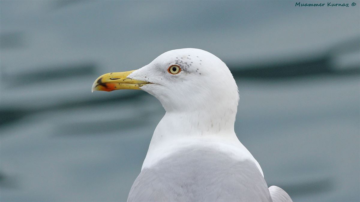 Yellow-legged Gull