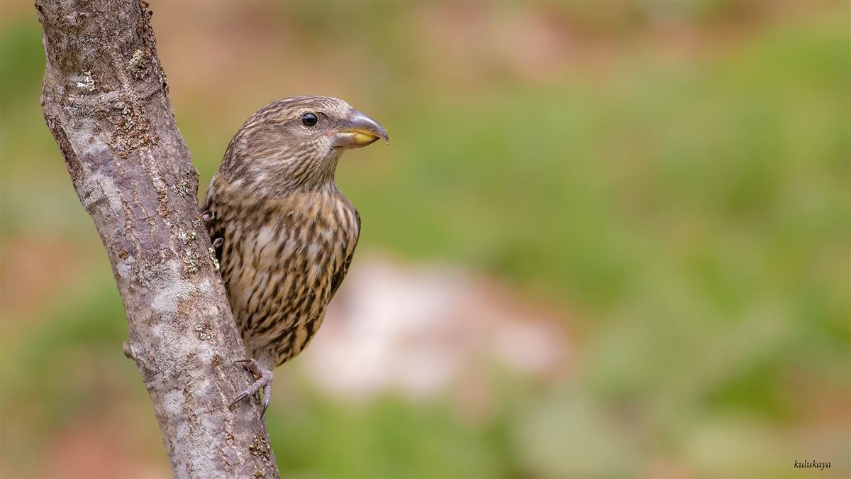 Red Crossbill
