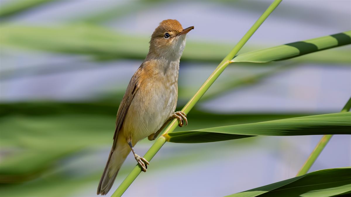 Common Reed Warbler