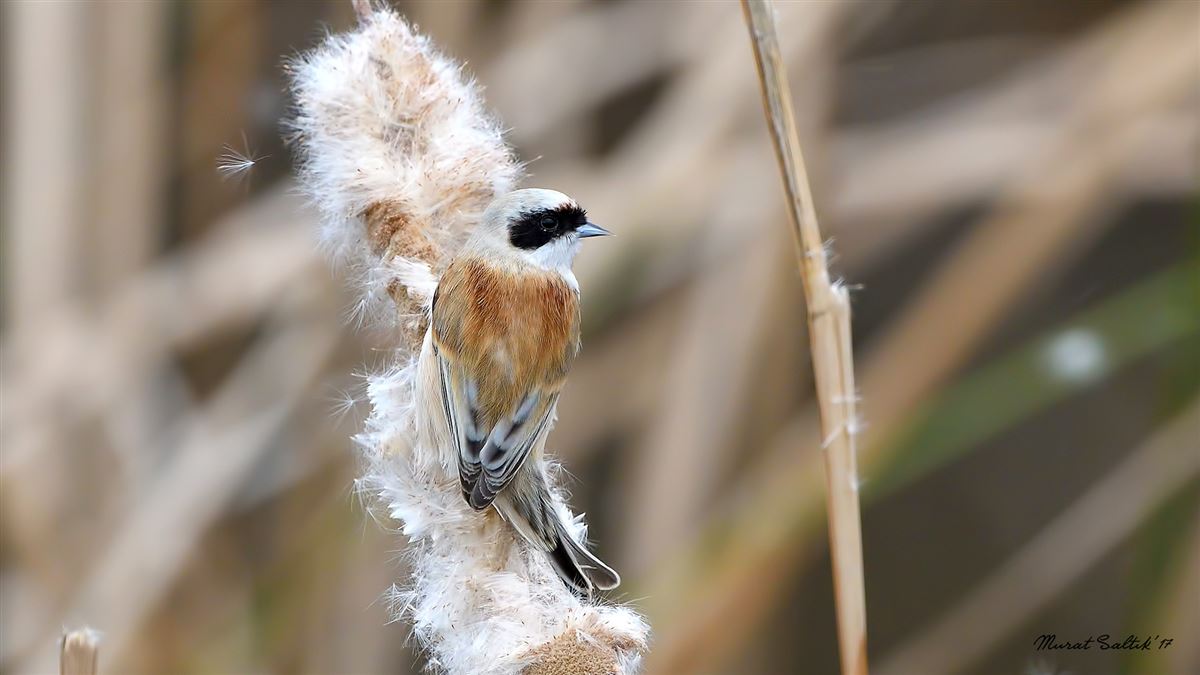 Eurasian Penduline Tit