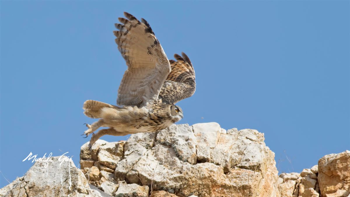 Eurasian Eagle-Owl