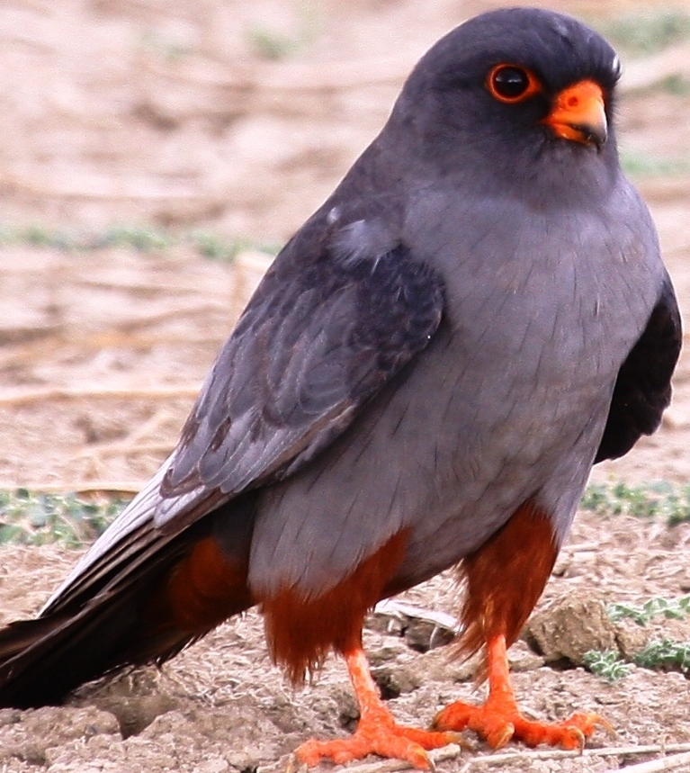 Red-footed Falcon