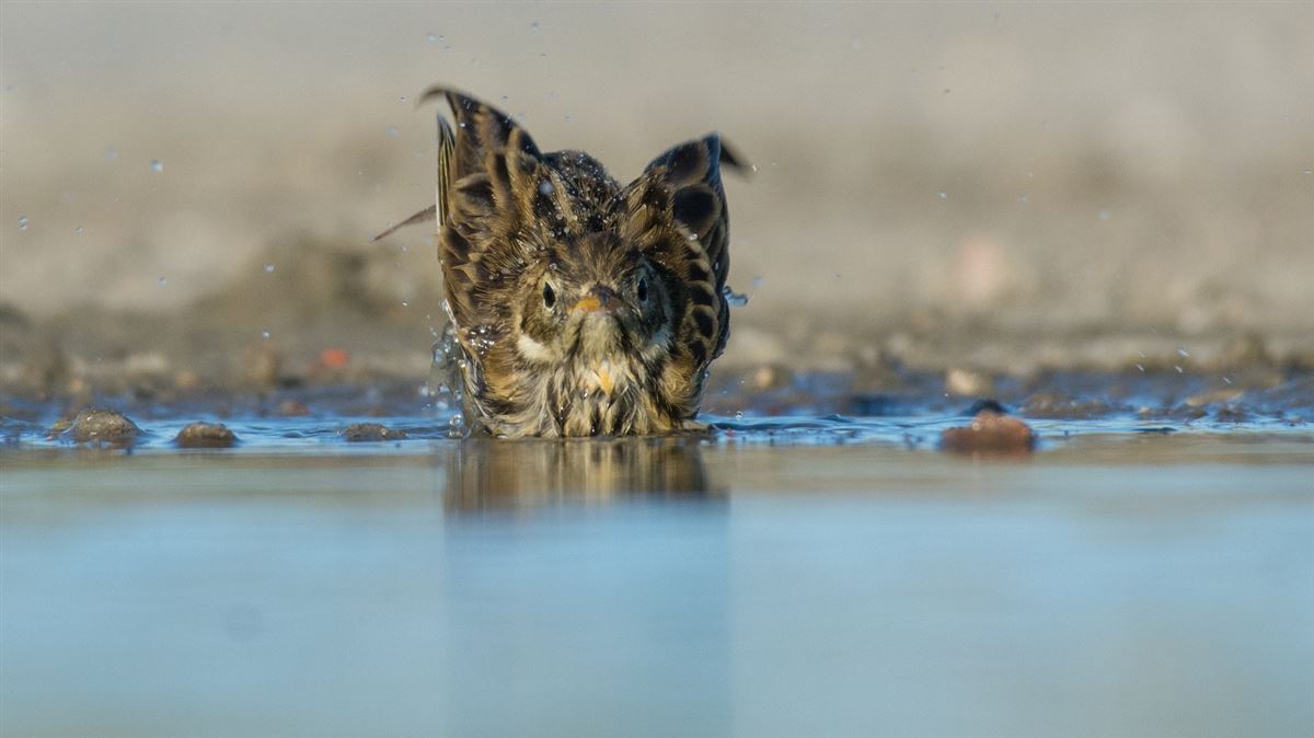 Meadow Pipit
