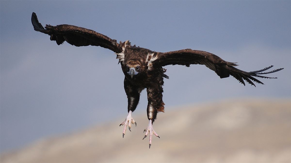 Cinereous Vulture