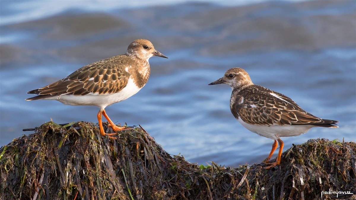 Ruddy Turnstone