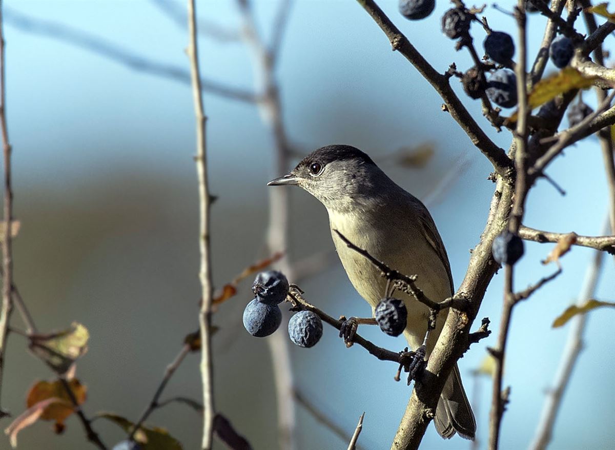 Eurasian Blackcap