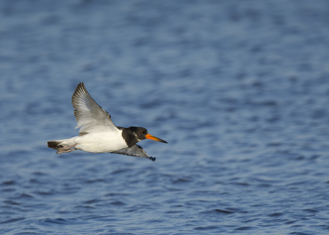 Eurasian Oystercatcher
