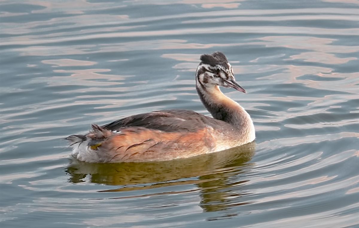 Great Crested Grebe