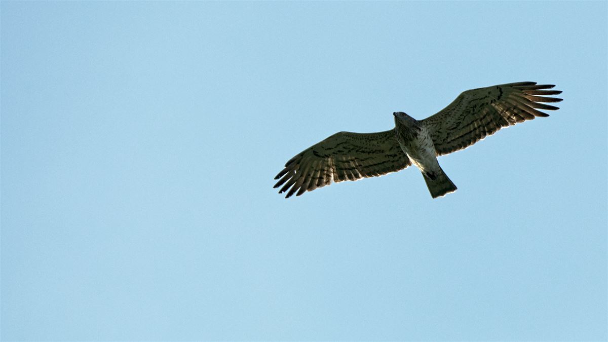 Short-toed Snake Eagle