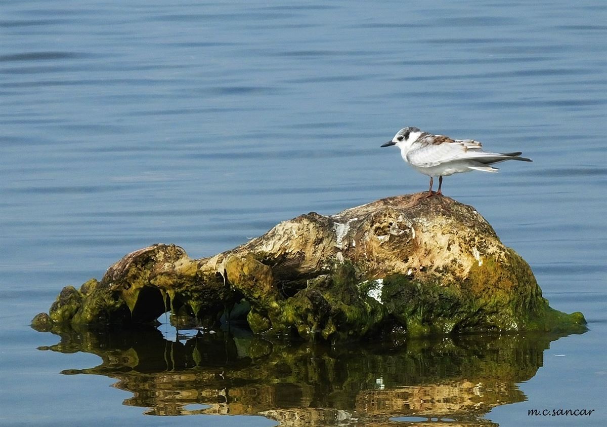 Whiskered Tern