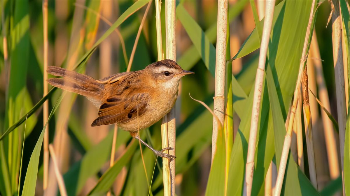 Moustached Warbler