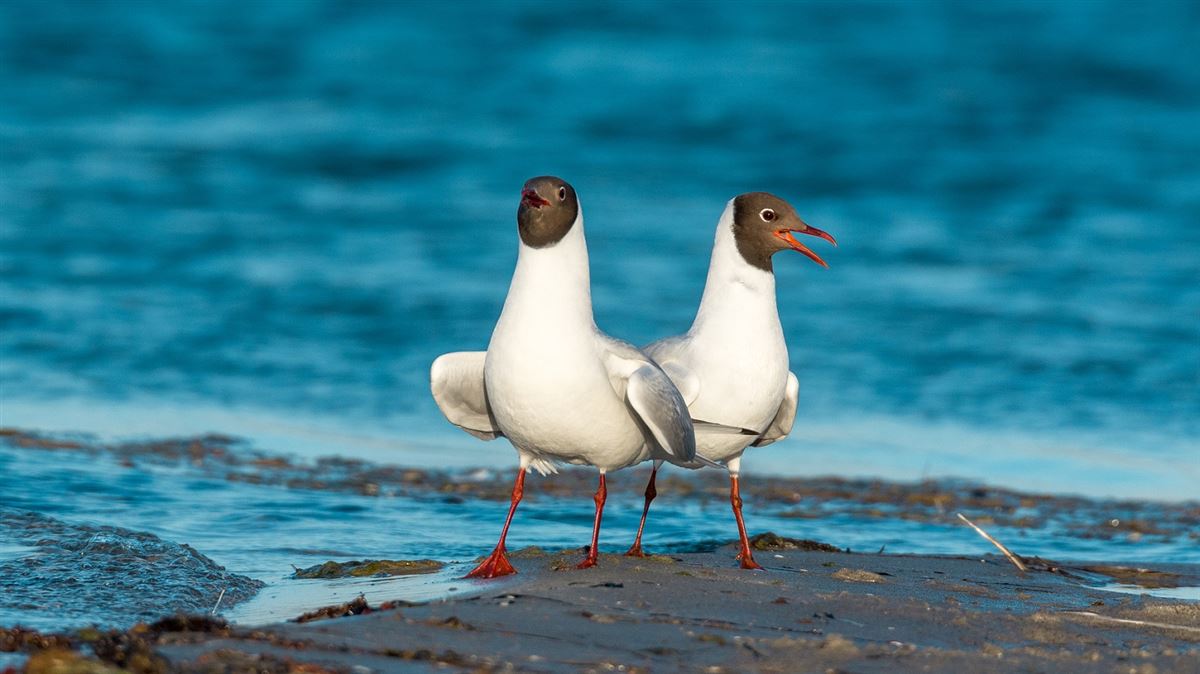 Black-headed Gull