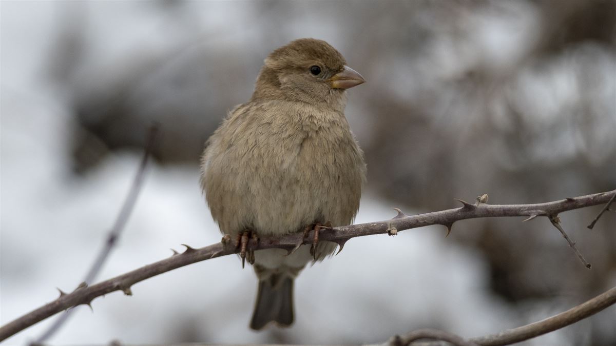 House Sparrow
