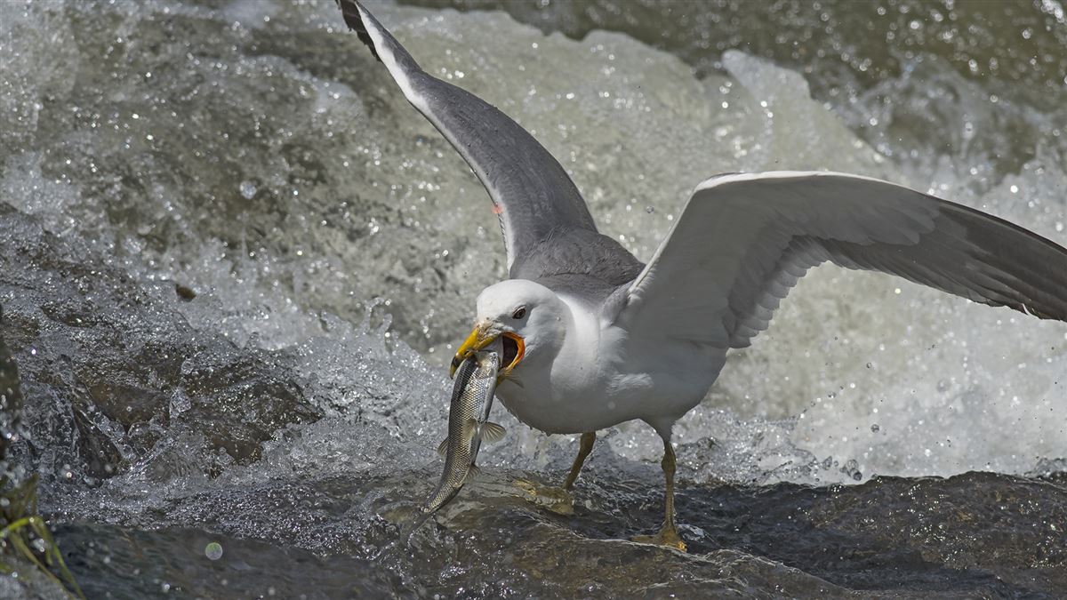 Armenian Gull