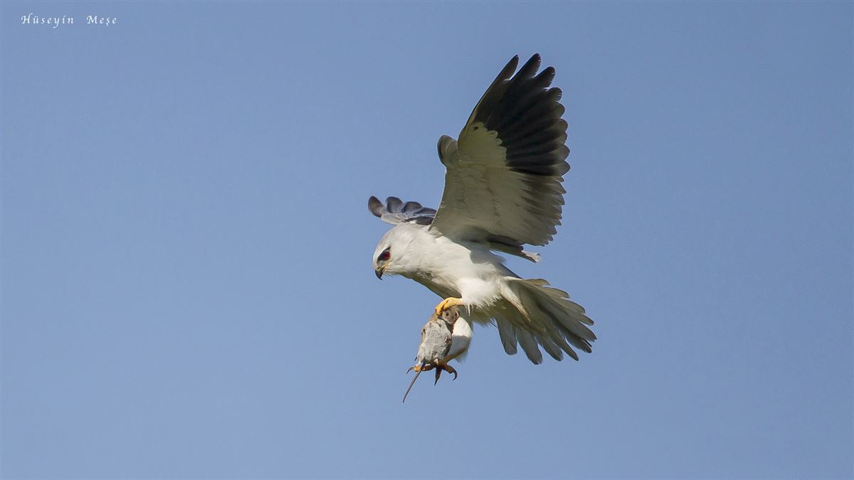Black-winged Kite