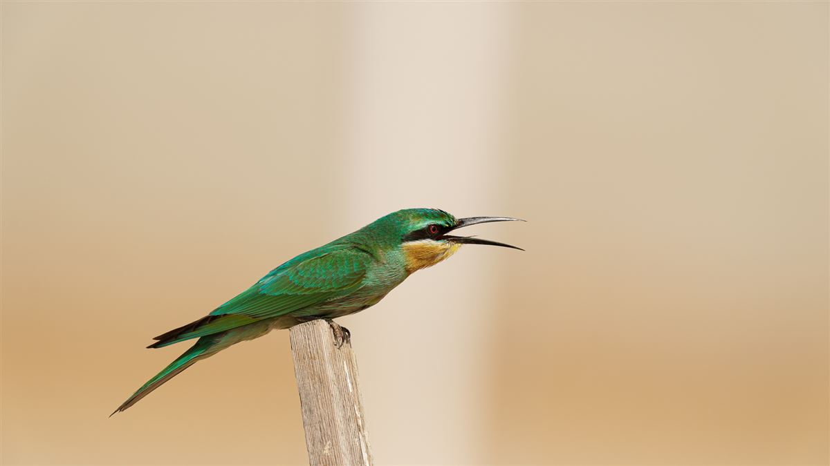 Blue-cheeked Bee-eater