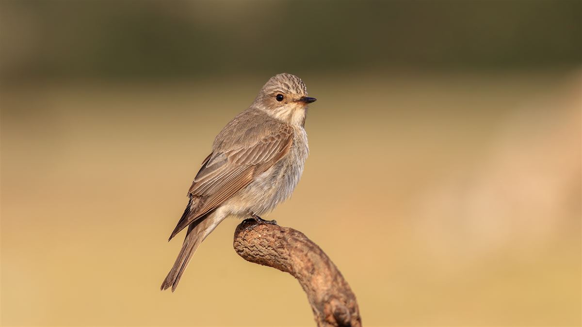 Spotted Flycatcher