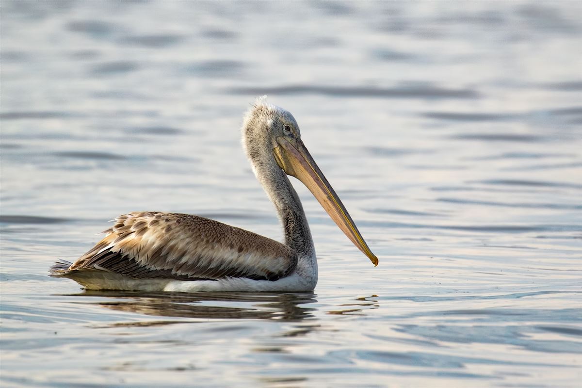 Dalmatian Pelican