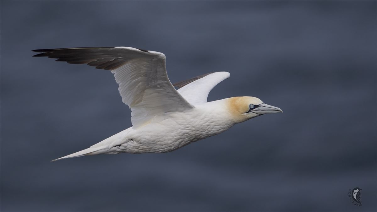 Northern Gannet