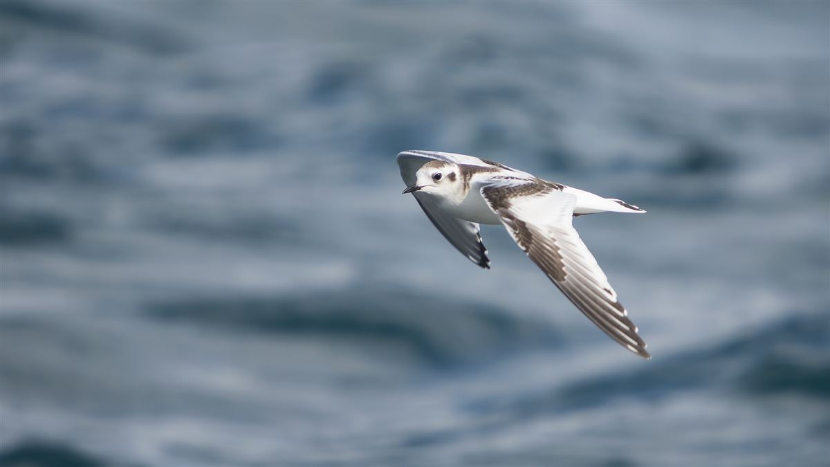 Little Gull